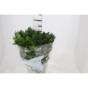 FOLHAGEM RUSCUS 060 CM