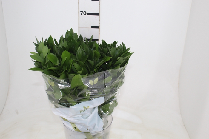 <h4>FOLHAGEM RUSCUS 060 CM</h4>