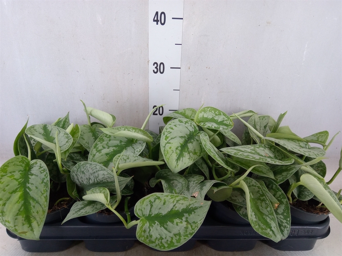 <h4>Scindapsus pictus 'Trebie'</h4>