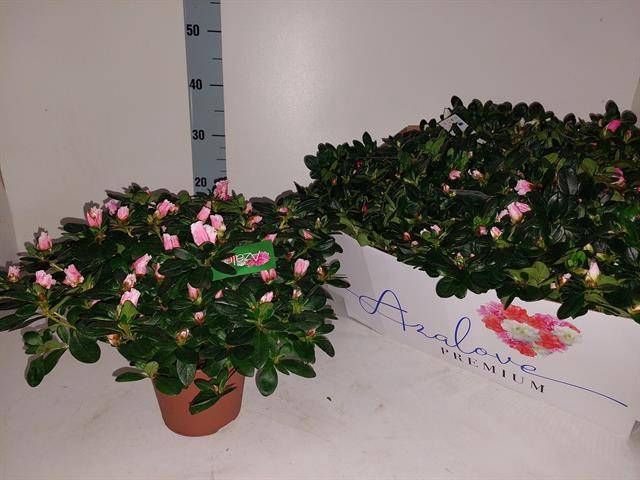 <h4>RHODO SI GEM 4 SRT stock</h4>