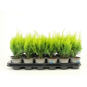 Chamaecyparis Stardust