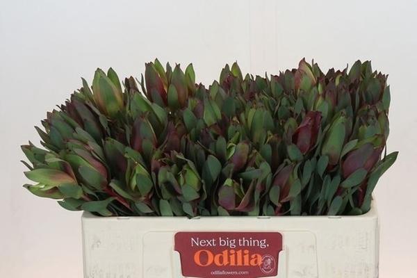 <h4>LEUCAD SENORITA</h4>