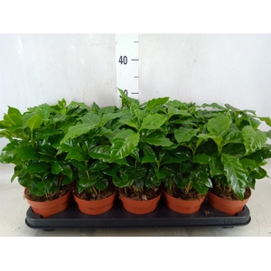 Coffea arabica