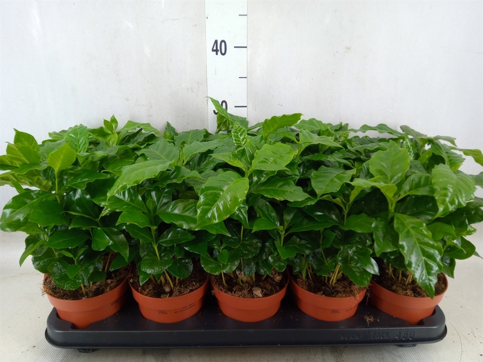 <h4>Coffea arabica</h4>