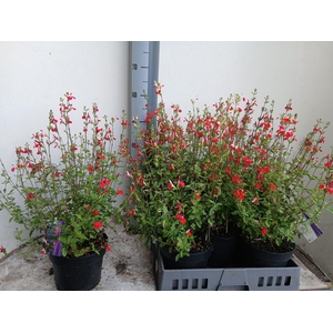 SALVIA MICROPHYLLA