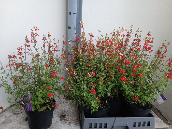<h4>SALVIA MICROPHYLLA</h4>