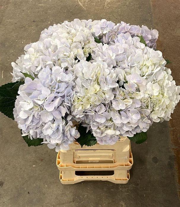 <h4>Hydr M Dream Blue</h4>