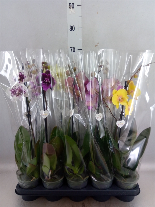 <h4>Phalaenopsis   ...</h4>