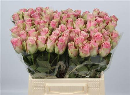 <h4>R Gr Belle Rose</h4>