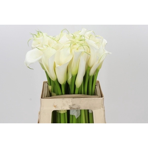 Zantedeschia Eydolls White