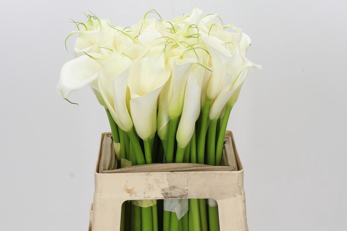Zantedeschia Eydolls White