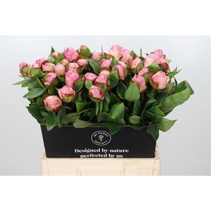 Paeonia lact. 'Gardenia' 2-3