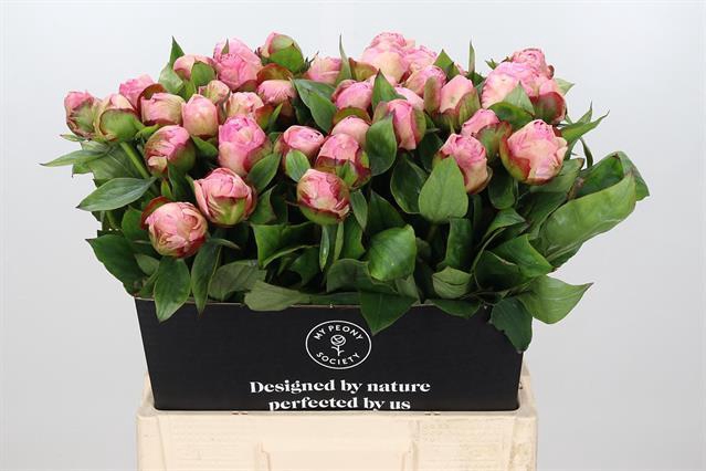 <h4>Paeonia lact. 'Gardenia' 2-3</h4>