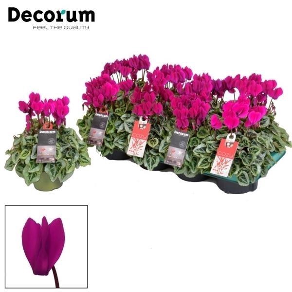 <h4>Cyclamen Picasso Violet P11</h4>