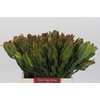 Leucadendron Laurel Yellow