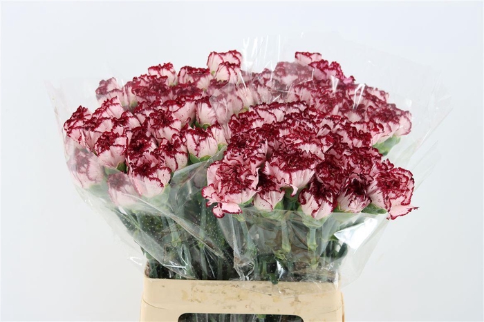 <h4>Di St Merletto Rosa</h4>