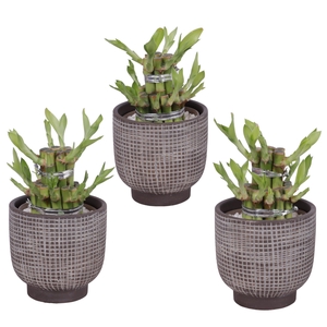Lucky Bamboo Shape Round 2S Ø11cm Ceramic PL671