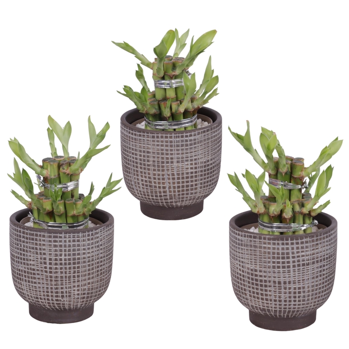 <h4>Lucky Bamboo Shape Round 2S Ø11cm Ceramic PL671</h4>