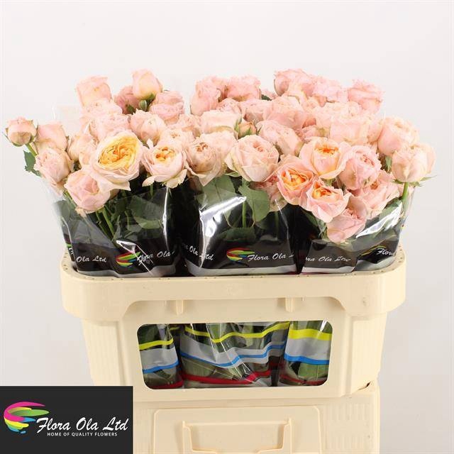 <h4>R Tr Georgia Peach Flora Ola</h4>