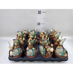 Narcissus DU 'Bridal Crown'