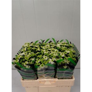 Chr S Maverick White