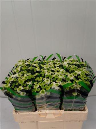 <h4>Chr S Maverick White</h4>