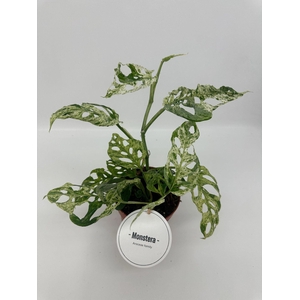 Monstera