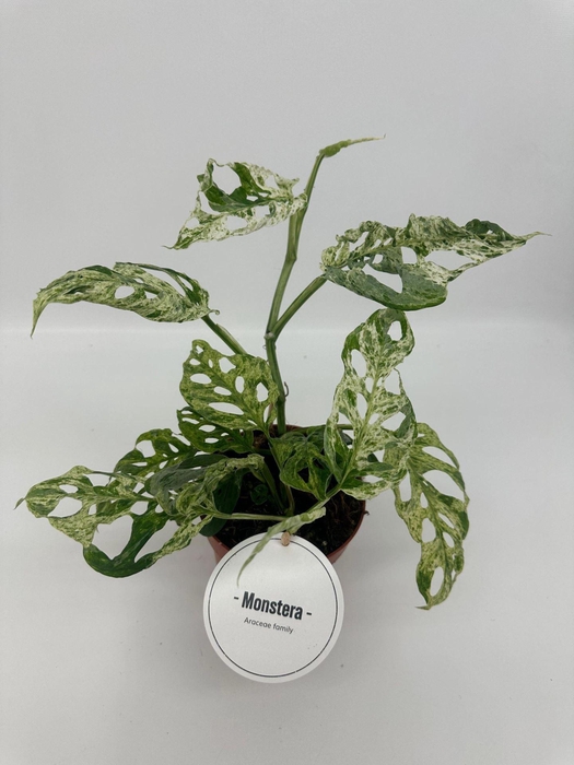 <h4>Monstera</h4>