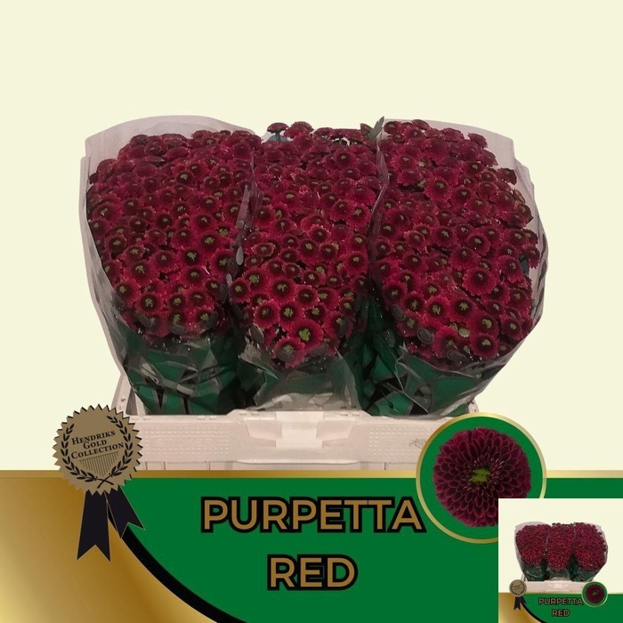 <h4>CHR S AAA PURPET RED</h4>