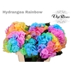 HYDR M RAINBOW 75 CM