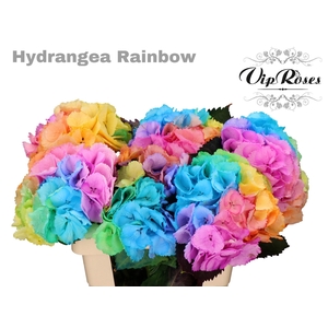 HYDR M RAINBOW L 60 cm