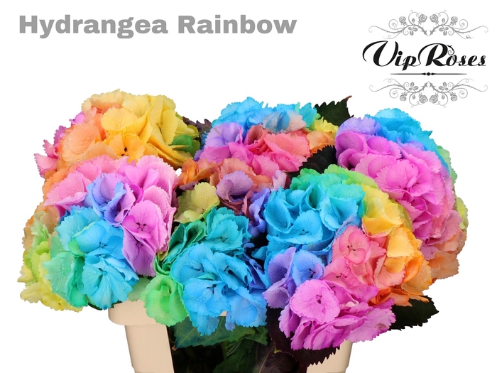 HYDR M RAINBOW L 60 cm