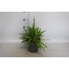 vaste planten 19 cm  Agapanthus Crystal Blue