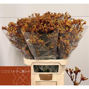 Anigoz Gold Fever 90cm