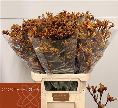 <h4>Anigoz Gold Fever 90cm</h4>