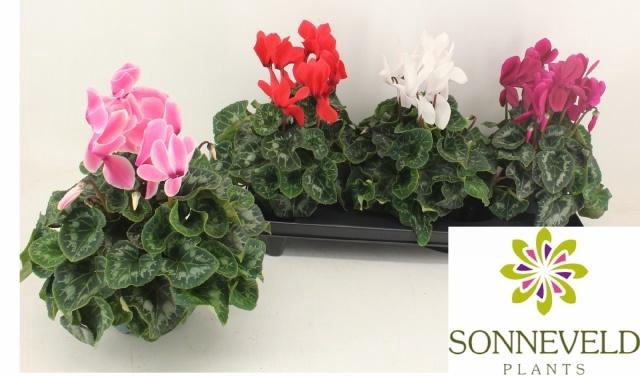 <h4>CYCL GR SUP XL</h4>