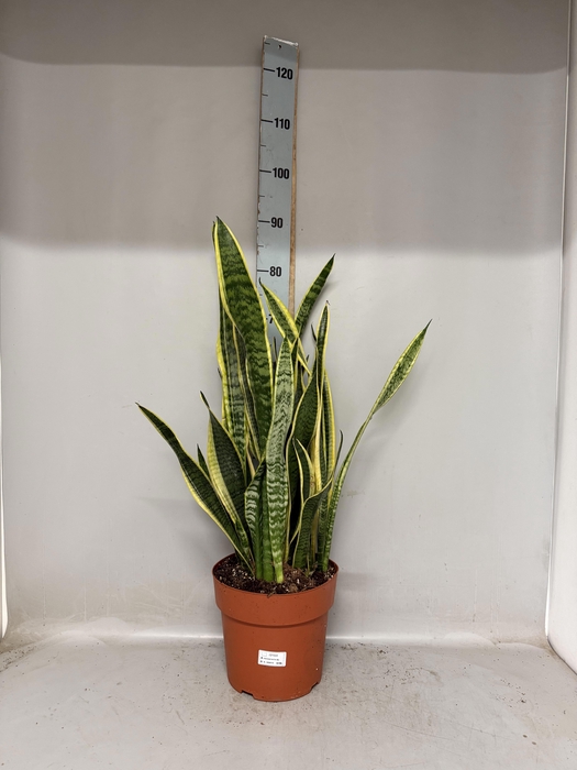 <h4>SANSEV LAURENTII</h4>