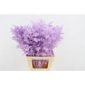 PF Ruscus 70cm Bs Milka