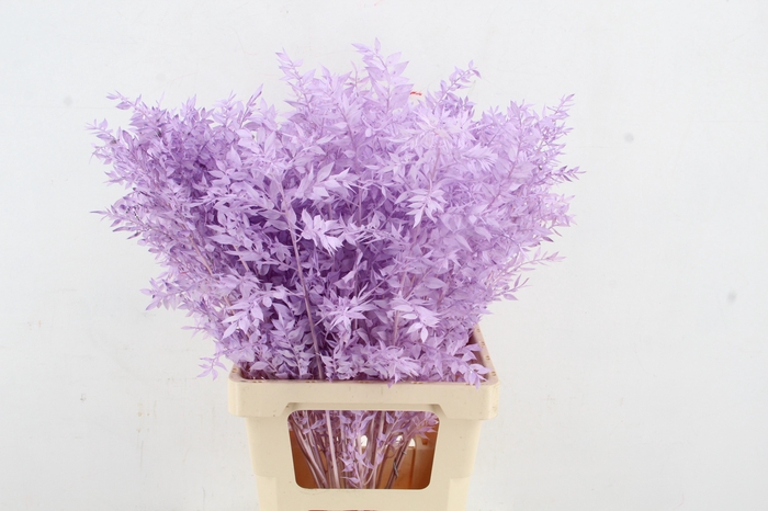 <h4>PF Ruscus 70cm Bs Milka</h4>