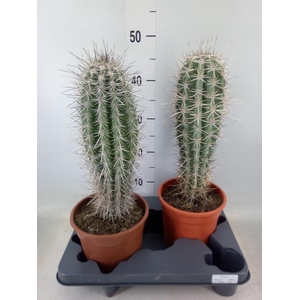 Pachycereus pringlei