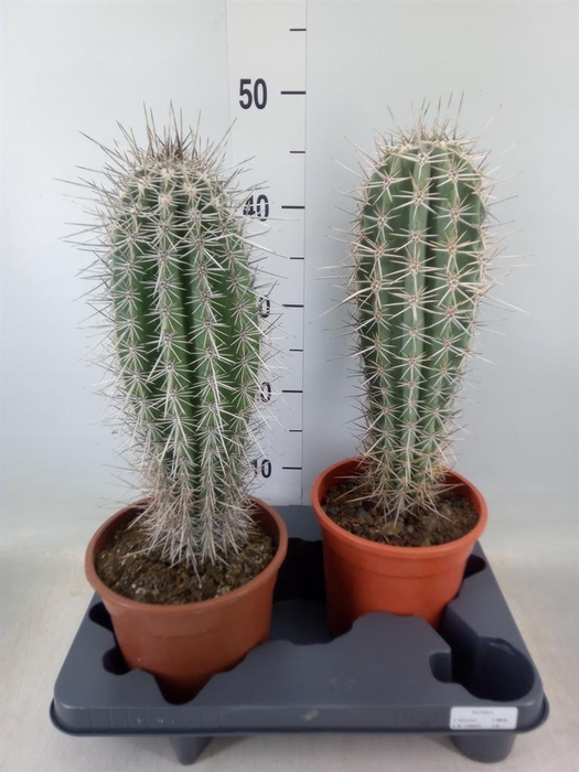 <h4>Pachycereus pringlei</h4>