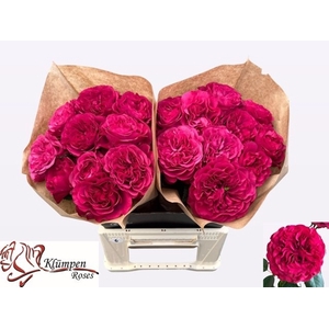 R GR CHERRY VELVET