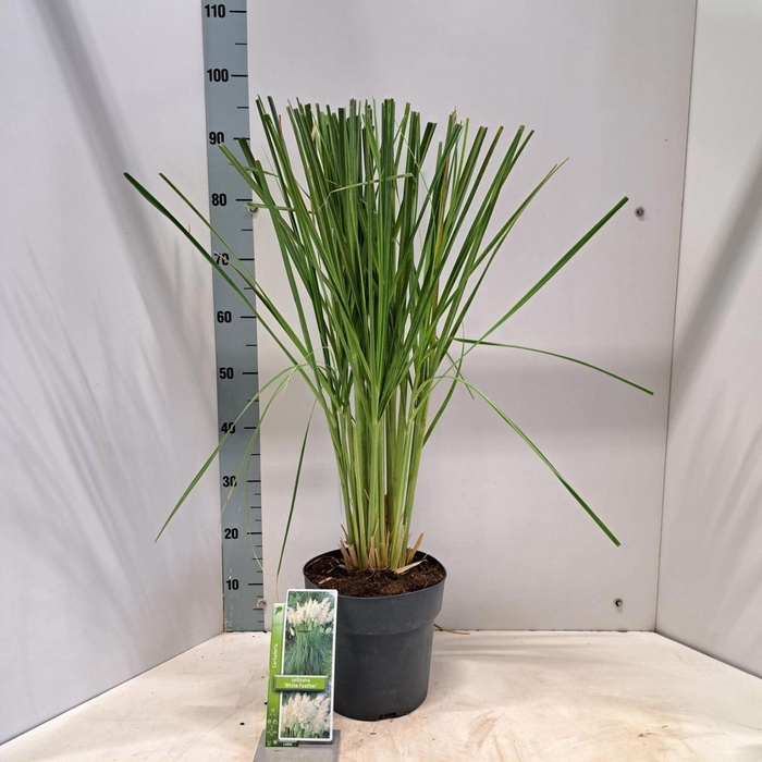 Cortaderia selloana