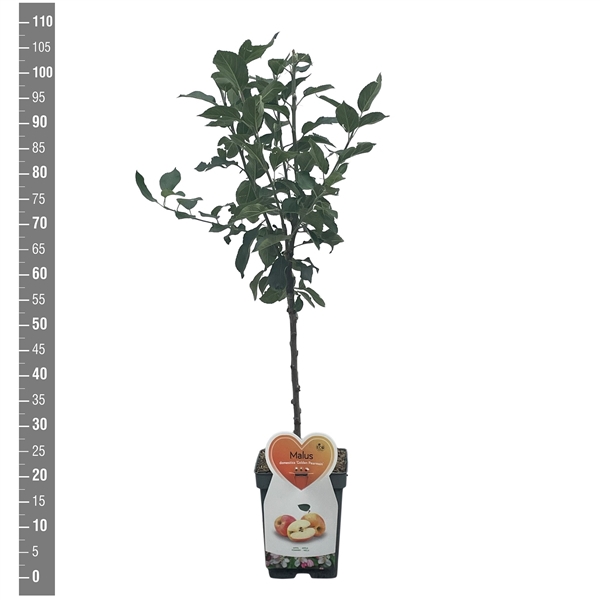 <h4>Malus d. Golden Pearmain Patioboom</h4>