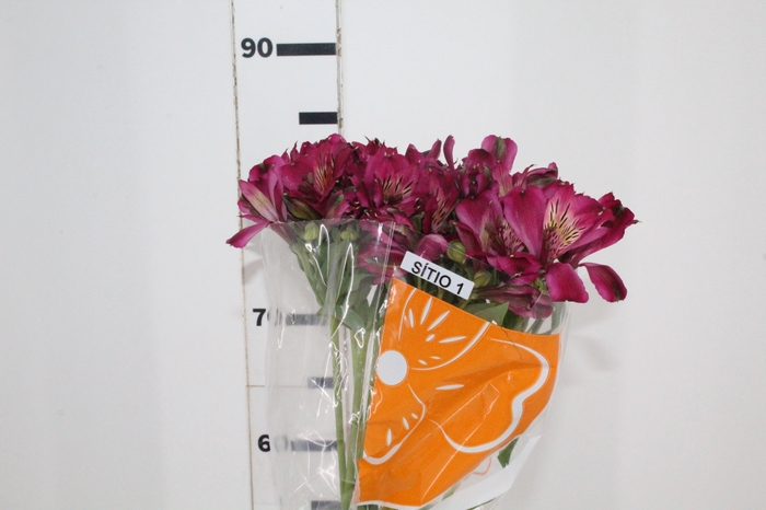 <h4>ALSTROEMERIA NAPOLI 080 CM</h4>