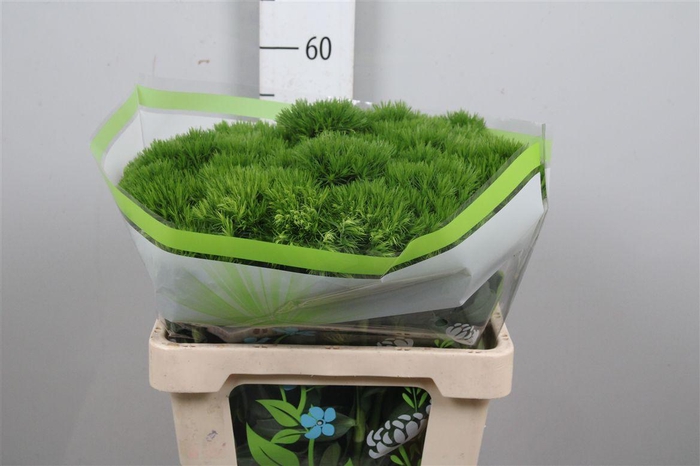 <h4>Di Barb Green Wicky</h4>