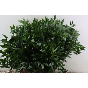 Ruscus Short 300gram P Bunch