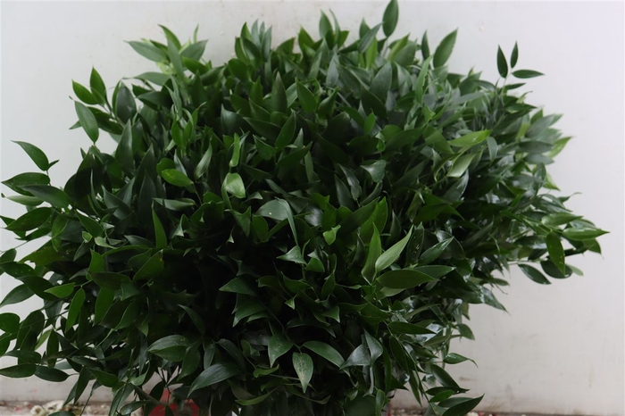 <h4>Ruscus Short 300gram P Bunch</h4>