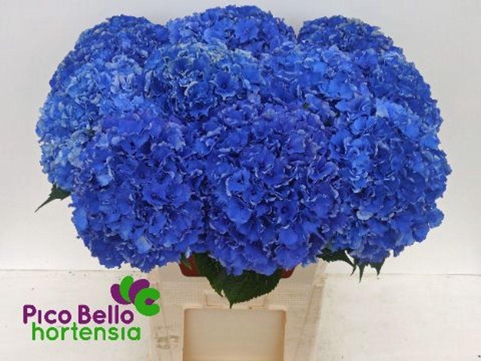 <h4>Hydrangea royal parade</h4>