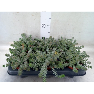 Crassula marnieriana